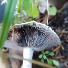 Stropharia ambigua