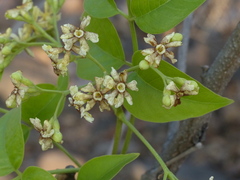 Schrebera swietenioides