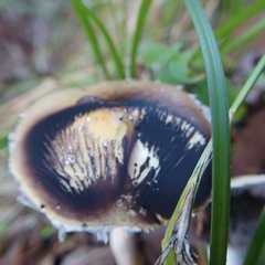 Stropharia ambigua