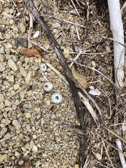 Evechinus chloroticus