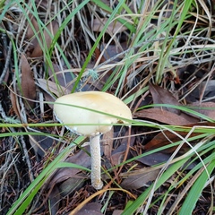 Stropharia ambigua