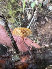 Xeromphalina campanelloides