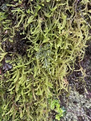 Weymouthia cochlearifolia