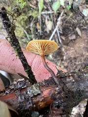 Xeromphalina campanelloides