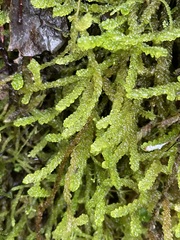 Weymouthia cochlearifolia