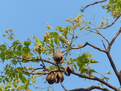 Schrebera swietenioides
