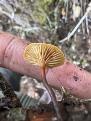 Xeromphalina campanelloides