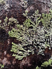 Menegazzia