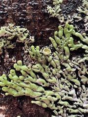 Menegazzia