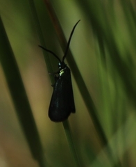 Pollanisus viridipulverulenta