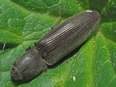 Athous haemorrhoidalis