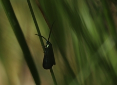 Pollanisus viridipulverulenta