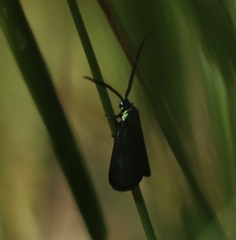 Pollanisus viridipulverulenta