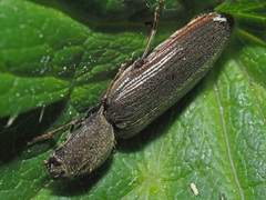 Athous haemorrhoidalis