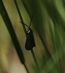 Pollanisus viridipulverulenta