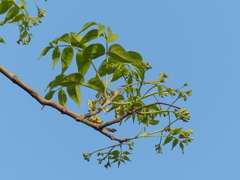 Schrebera swietenioides
