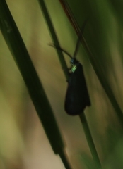 Pollanisus viridipulverulenta