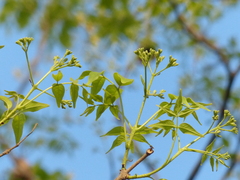 Schrebera swietenioides