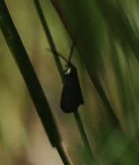 Pollanisus viridipulverulenta