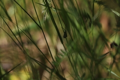 Pollanisus viridipulverulenta