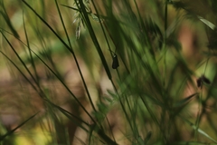 Pollanisus viridipulverulenta