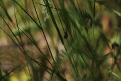 Pollanisus viridipulverulenta