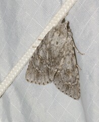 Acronicta americana