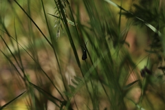 Pollanisus viridipulverulenta