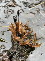 Drosera arcturi