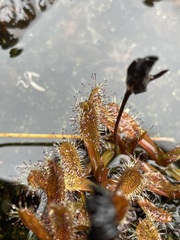 Drosera arcturi