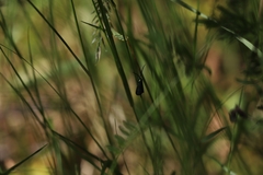 Pollanisus viridipulverulenta