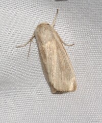 Acronicta insularis