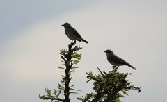 Bradornis microrhynchus