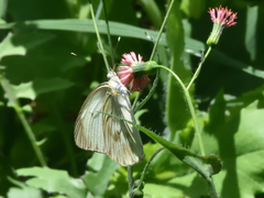 Ascia monuste monuste