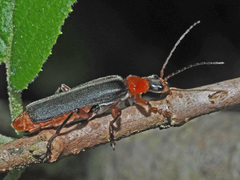 Cantharis pellucida