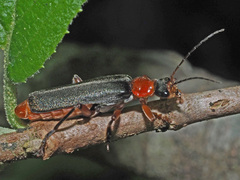 Cantharis pellucida