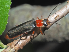 Cantharis pellucida