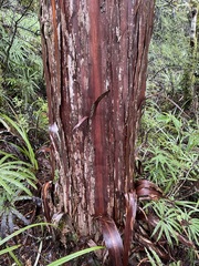 Libocedrus bidwillii