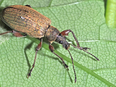 Phyllobius glaucus