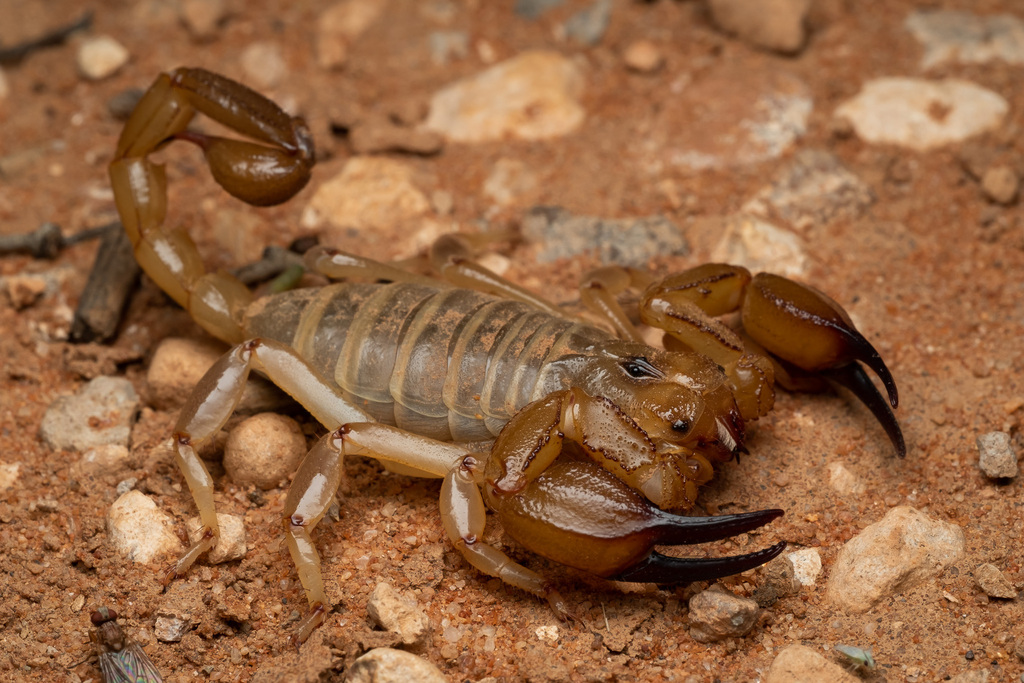 inland scorpion