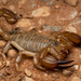 Inland Scorpion - Photo (c) t-weichselbaum, some rights reserved (CC BY-NC)