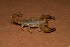 Urodacus yaschenkoi