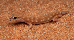 Rhynchoedura angusta