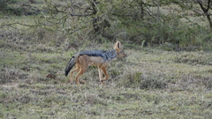 Lupulella mesomelas schmidti