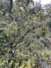 Podocarpus