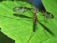 Epiphragma ocellare