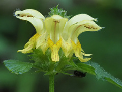 Lamium galeobdolon montanum