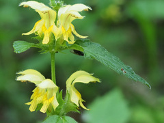 Lamium galeobdolon montanum