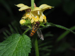Lamium galeobdolon montanum