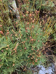 Gleichenia alpina